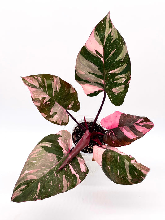 Philodendron Pink Princess “Marble King”
