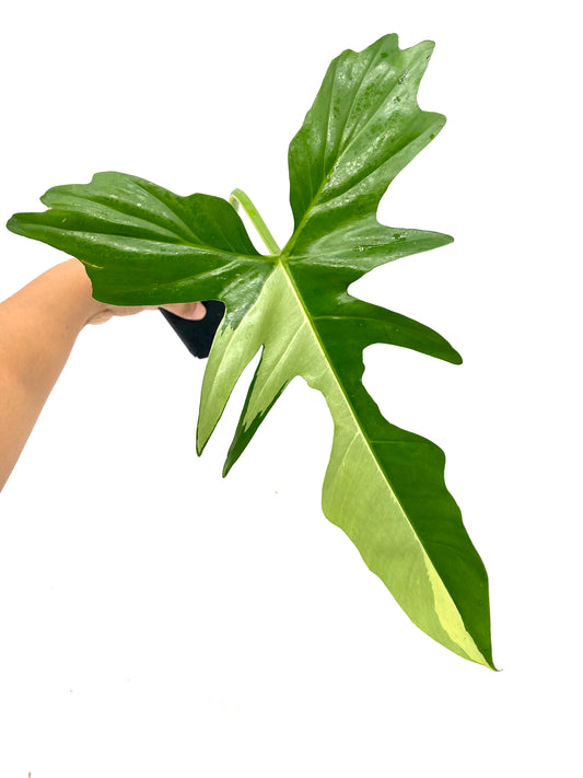 Philodendron Variegated Golden Dragon